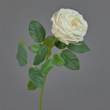 Rosa artificiale Kohl-Rose CATINCA, color crema, 60 cm, Ø 9 cm Rosa artificiale Kohl-Rose CATINCA, color crema, 60 cm, Ø 9 cm