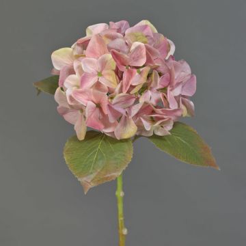 Ortensia artificiale AMARILDO, rosa-giallo, 50 cm, Ø 16 cm Ortensia artificiale AMARILDO, rosa-giallo, 50 cm, Ø 16 cm