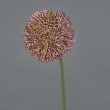 Allium artificiale NATASHA, viola, 65 cm, Ø 10 cm Allium artificiale NATASHA, viola, 65 cm, Ø 10 cm