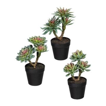 Composizione decorativa di piante grasse DRULKE in vaso decorativo, 3 pezzi, verde-rosa, 21-23 cm Composizione decorativa di piante grasse DRULKE in vaso decorativo, 3 pezzi, verde-rosa, 21-23 cm