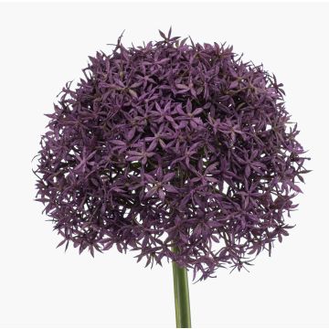 Fiore artificiale Allium PRAXEN, viola scuro, 90 cm Fiore artificiale Allium PRAXEN, viola scuro, 90 cm