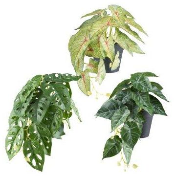Mix di piante decorative sospese REFIS, Calathea Ornata, Monstera Adanson, Caladium, 3 pezzi, vaso decorativo, verde-colorato, 30cm, Ø20cm Mix di piante decorative sospese REFIS, Calathea Ornata, Monstera Adanson, Caladium, 3 pezzi, vaso decorativo, verde-colorato, 30cm, Ø20cm
