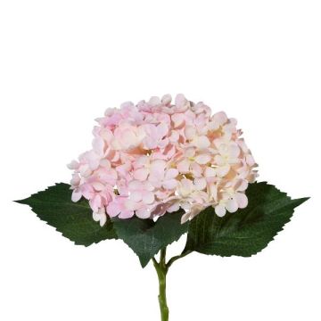 Fiore sintetico ortensia ZURTO, rosa chiaro, 55cm Fiore sintetico ortensia ZURTO, rosa chiaro, 55cm