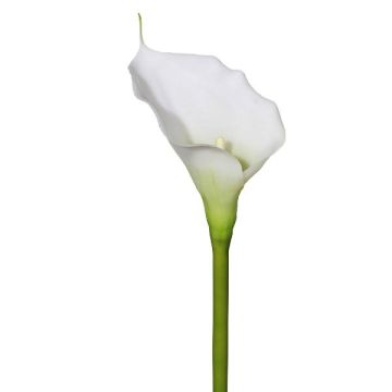Calla artificiale GOLMA, bianca, 70 cm Calla artificiale GOLMA, bianca, 70 cm