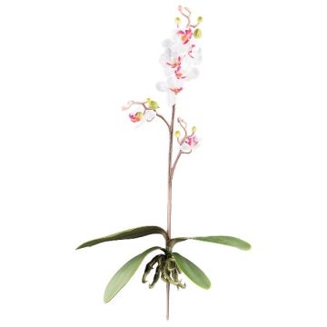 Orchidea Phalaenopsis decorativa MALZA, bastoncino, radici, bianco-viola, 55 cm Orchidea Phalaenopsis decorativa MALZA, bastoncino, radici, bianco-viola, 55 cm