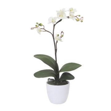 Orchidea Phalaenopsis decorativa MALZA, bastoncino, radici, color crema, 55 cm Orchidea Phalaenopsis decorativa MALZA, bastoncino, radici, color crema, 55 cm