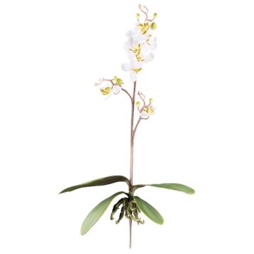 Orchidea Phalaenopsis decorativa MALZA, bastoncino, radici, color crema, 55cm