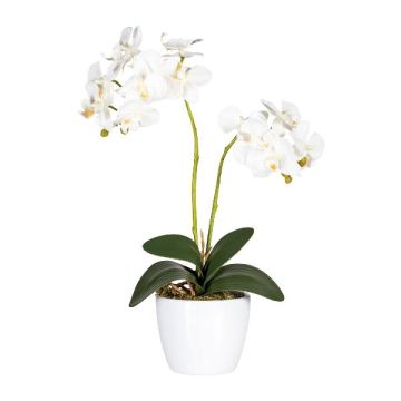 Orchidea Phalaenopsis in tessuto FRUXO, vaso in ceramica, radici, bianco, 50cm Orchidea Phalaenopsis in tessuto FRUXO, vaso in ceramica, radici, bianco, 50cm