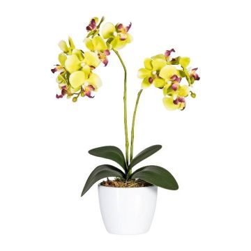 Orchidea Phalaenopsis in tessuto FRUXO, vaso in ceramica, radici, verde, 50cm Orchidea Phalaenopsis in tessuto FRUXO, vaso in ceramica, radici, verde, 50cm