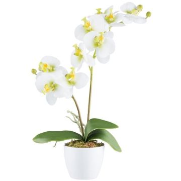 Orchidea Phalaenopsis in tessuto KRUZBER, vaso in ceramica, radici, bianco-verde, 55cm Orchidea Phalaenopsis in tessuto KRUZBER, vaso in ceramica, radici, bianco-verde, 55cm