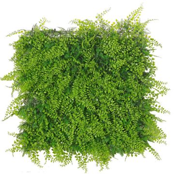 Felce decorativa siepe/tappeto di cipresso DIANTA, crossdoor, 50x50 cm