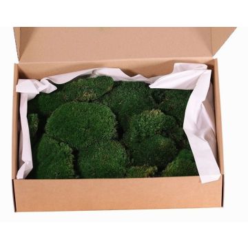 Muschio piatto vero DIMITRA, verde, 800g, 0,15 m² Muschio piatto vero DIMITRA, verde, 800g, 0,15 m²
