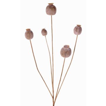 Capsula di papavero sintetica FILOMELA, marrone chiaro, 75cm, Ø2-3,5cm Capsula di papavero sintetica FILOMELA, marrone chiaro, 75cm, Ø2-3,5cm