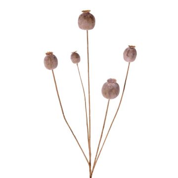 Capsula di papavero artificiale FILOMELA, marrone chiaro, 75 cm, Ø 2-3,5 cm Capsula di papavero artificiale FILOMELA, marrone chiaro, 75 cm, Ø 2-3,5 cm