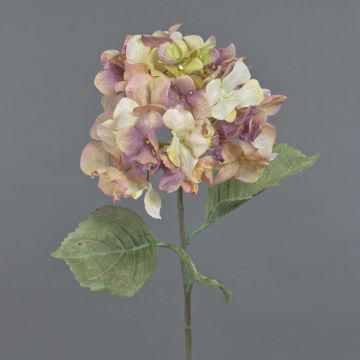 Fiore decorativo ortensia URANIA, effetto secco, rosa antico-crema, 75cm, Ø20cm Fiore decorativo ortensia URANIA, effetto secco, rosa antico-crema, 75cm, Ø20cm