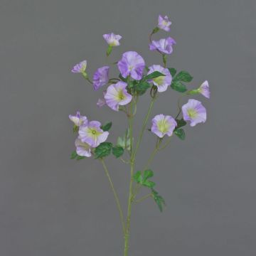 Ipomea a imbuto in plastica IORDANIS, lilla-verde, 80cm, Ø3-5,5cm Ipomea a imbuto in plastica IORDANIS, lilla-verde, 80cm, Ø3-5,5cm