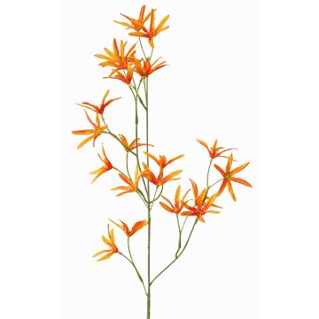 Ramo decorativo Tweedia solanoides PALLAS, arancione, 70cm, Ø5cm Ramo decorativo Tweedia solanoides PALLAS, arancione, 70cm, Ø5cm