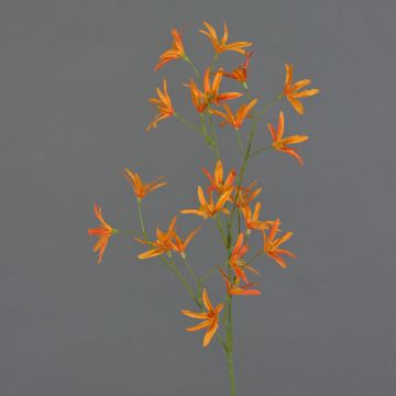 Ramo decorativo Tweedia solanoides PALLAS, arancione, 70 cm, Ø 5 cm Ramo decorativo Tweedia solanoides PALLAS, arancione, 70 cm, Ø 5 cm