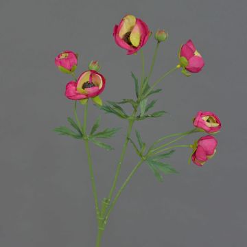 Ranuncolo vellutato YARIS, rosa-verde, 65 cm, Ø 3-4,5 cm Ranuncolo vellutato YARIS, rosa-verde, 65 cm, Ø 3-4,5 cm