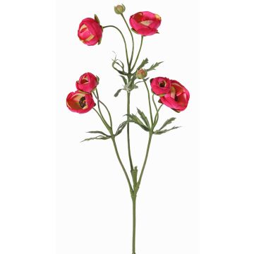 Ranuncolo vellutato YARIS, fucsia-verde, 65cm, Ø3-4,5cm Ranuncolo vellutato YARIS, fucsia-verde, 65cm, Ø3-4,5cm