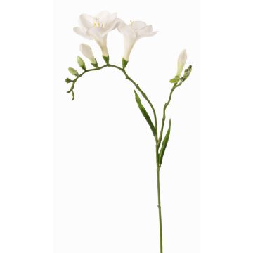 Fiore decorativo Fresia MARUSHA, bianco, 70 cm, Ø 6 cm Fiore decorativo Fresia MARUSHA, bianco, 70 cm, Ø 6 cm