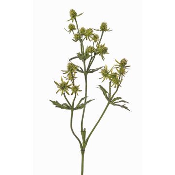 Ramo decorativo di cardo nobile KALYPSO, verde, 65 cm, Ø 3-4 cm Ramo decorativo di cardo nobile KALYPSO, verde, 65 cm, Ø 3-4 cm