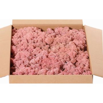 Muschio naturale islandese SVEINBJÖRN, rosa, 2,7kg Muschio naturale islandese SVEINBJÖRN, rosa, 2,7kg