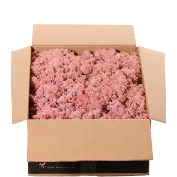 Muschio naturale islandese SVEINBJÖRN, rosa, 2,7 kg Muschio naturale islandese SVEINBJÖRN, rosa, 2,7 kg