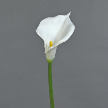 Calla artificiale DAISCHI, bianca, 70 cm, 11x14 cm Calla artificiale DAISCHI, bianca, 70 cm, 11x14 cm