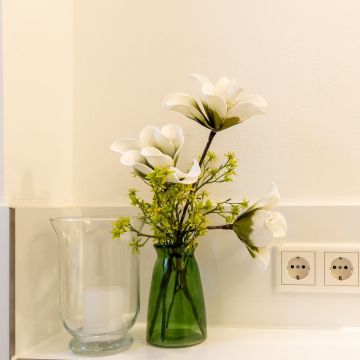 Magnolia bianca Magnolia bianca