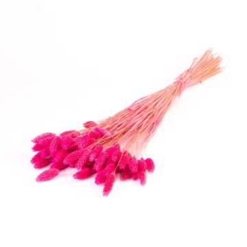 Erba secca Phalaris BRAGILA, mazzo, rosa, 50-75 cm, Ø 12 cm