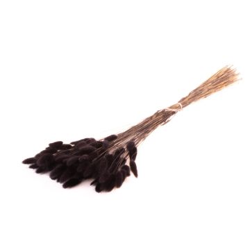 Erba secca BORKA, mazzetto di Lagurus, nero, 55-75 cm, Ø 12 cm Erba secca BORKA, mazzetto di Lagurus, nero, 55-75 cm, Ø 12 cm