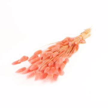 Erba secca BORKA, mazzo di Lagurus, rosa antico, 55-75 cm, Ø 12 cm Erba secca BORKA, mazzo di Lagurus, rosa antico, 55-75 cm, Ø 12 cm