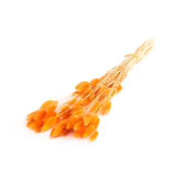 Erba secca BORKA, mazzetto di Lagurus, arancione scuro, 55-75 cm, Ø 12 cm Erba secca BORKA, mazzetto di Lagurus, arancione scuro, 55-75 cm, Ø 12 cm