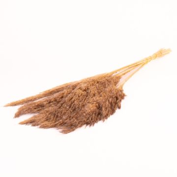 Fascio di canna secca DONJETA, grigio-beige, 70-80 cm, Ø 15 cm