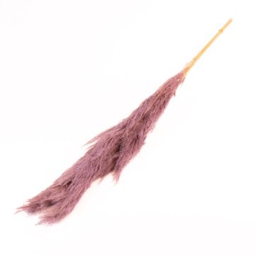 Erba della pampa essiccata ANIAMI, lilla, 130-140 cm, Ø 20 cm
