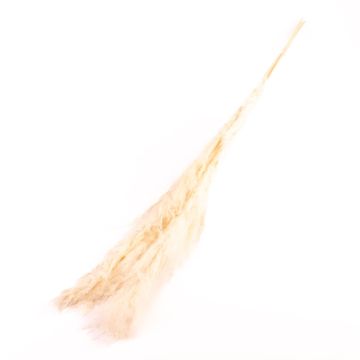 Erba della pampa essiccata ANIAMI, bianca, 130-140 cm, Ø 20 cm Erba della pampa essiccata ANIAMI, bianca, 130-140 cm, Ø 20 cm