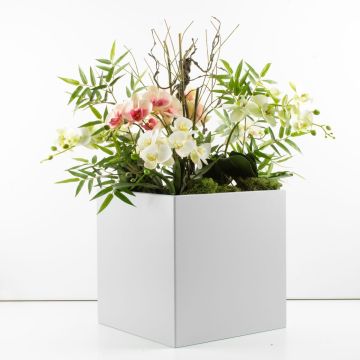 Composizione di orchidee personalizzata - Richiesta del cliente Isabella