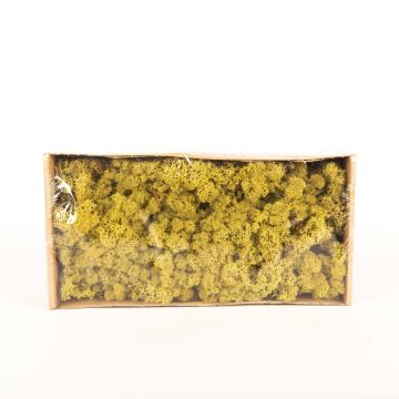 Muschio islandese naturale SVEINBJÖRN, verde kiwi, 500g