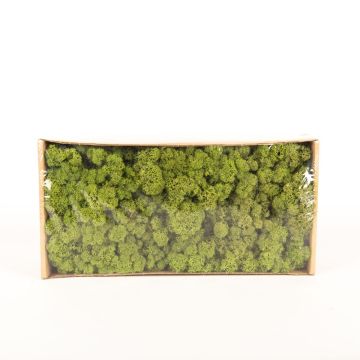Muschio naturale islandese SVEINBJÖRN, verde erba, 500 g Muschio naturale islandese SVEINBJÖRN, verde erba, 500 g