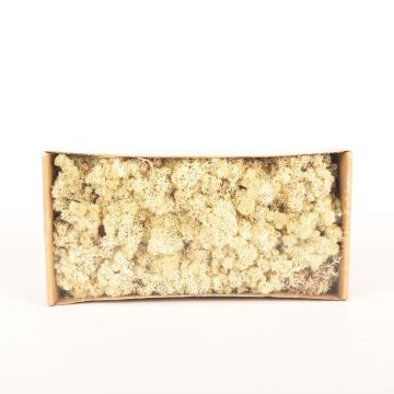 Muschio naturale islandese SVEINBJÖRN, marrone, 500g