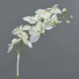 Orchidea Phalaenopsis finta NALANI, neve, bianca, 80cm