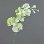 Ramo artificiale di orchidea Phalaenopsis MYRIA, neve, verde, 75cm