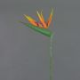 Strelizia finta ALLISSA, arancione-viola, 90cm, 17x24cm