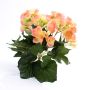 Begonia di plastica IVANA su stelo, pesca, 20cm, Ø3-5cm