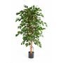 Ficus Benjamina finto THIAGO, tronchi naturali, verde, 120cm