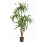 Dracaena Fragrans finta JALA, tronchi veri, verde-bianco, 120cm