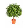 Bosso finto TOM, tronco vero, 35cm, Ø25cm
