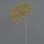 Heracleum finto ANSARI, marrone, 80cm, Ø22cm