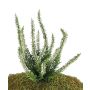 Erica finta IMKE su stelo, crema, 25cm, Ø1cm